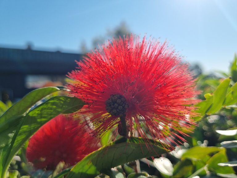 Red Flower in Bloom