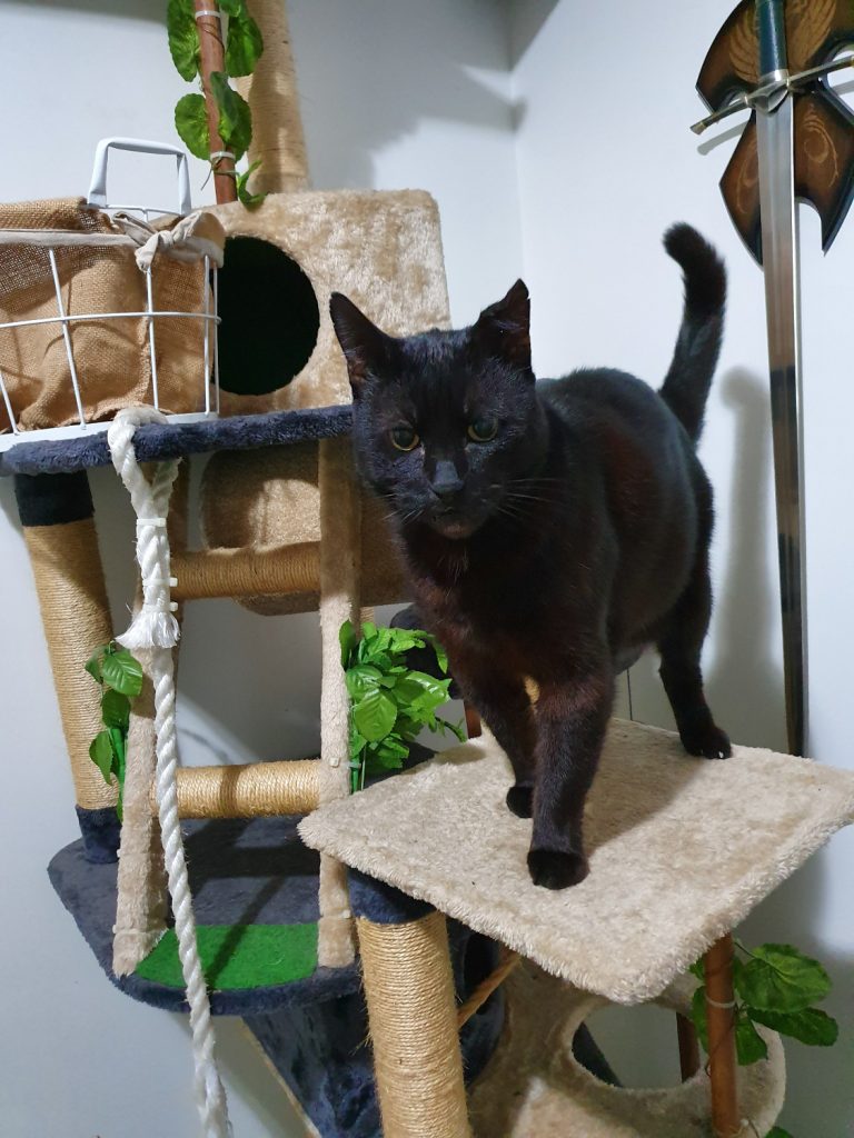 Snowball on His Tower