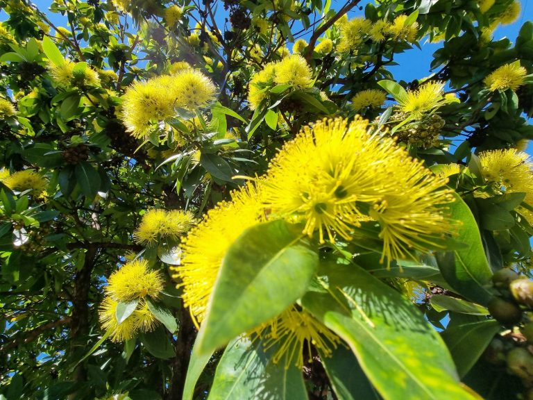 Yellow Flower in Bloom