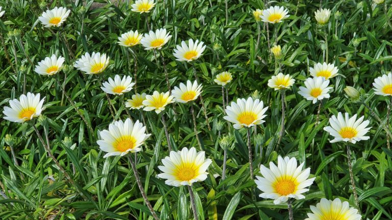 Daisies In a Garden